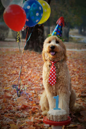金毛貴賓犬戴著派對帽和領帶，用氣球和蛋糕慶祝一歲生日。