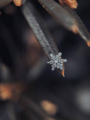 冬天，一個微小而複雜的雪花停留在棕色葉子的尖端。