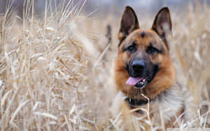 德國牧羊犬背景 — 狗 壁紙