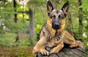 德國牧羊犬圖片 — 金毛尋回犬 BB GIF 壁紙