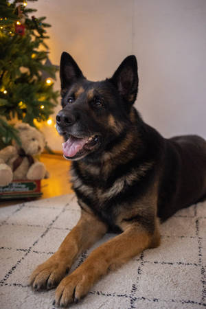 德國牧羊犬在室內靠近裝飾好的聖誕樹和泰迪熊休息。