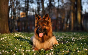 一隻德國牧羊犬在長滿白花的草地上休息。