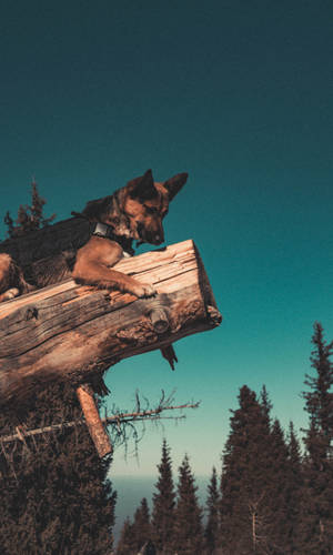 德國牧羊犬在日落時分的松樹林中，在倒下的木頭上放鬆。 — 狗 壁紙
