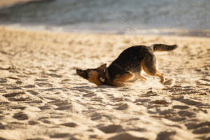 德國牧羊犬在沙灘沙子上打滾