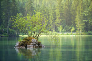 一棵小樹在長滿苔蘚的岩石上，位於寧靜的湖中央，背景是森林。 — 湖景 壁紙