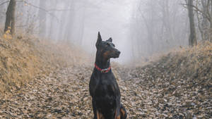 杜賓犬坐在一條霧氣瀰漫、覆蓋著落葉的森林小徑上。