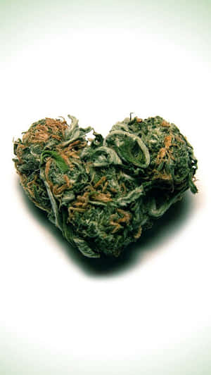 心形大麻花蕾，綠色葉片，琥珀色腺毛，白色背景