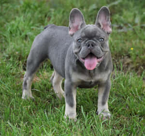 藍色法國鬥牛犬幼犬站在草地上伸出舌頭。