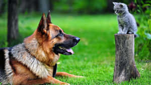 德國牧羊犬和灰色小貓在草地戶外場景中面對面。