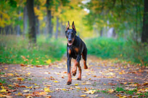 杜賓犬在森林小徑上穿過秋天的落葉奔跑。