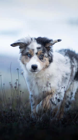 藍眼澳洲牧羊犬幼犬站在戶外高高的草叢中 — 小狗 壁紙