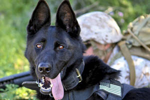 黑色軍犬穿著帶有美國國旗徽章的背心，旁邊是穿著迷彩服的士兵。