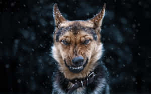雪中的德國牧羊犬，眼神專注