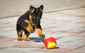德國牧羊犬幼犬在磚路上追逐紅黃球