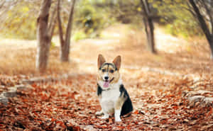 一隻微笑的哥基犬坐在秋日森林的落葉上。