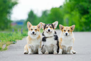 三隻柯基犬一起坐在綠色戶外環境的小路上。
