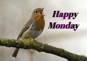 長滿苔蘚樹枝上的知更鳥與Happy Monday文字 — 蜂鳥 GIF 壁紙