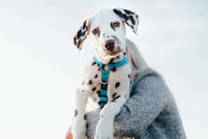 一位穿著灰色毛衣的人抱著一隻戴著藍色胸背帶的斑點狗幼犬。