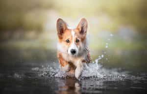 一隻哥基犬在水中奔跑，濺起水花。