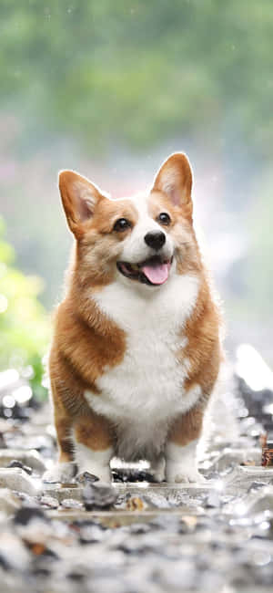 一隻快樂的哥基犬站在濕漉漉的鵝卵石上，背景是綠色樹葉。