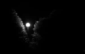 夜晚，一盞發光的街燈被黑暗的樹影包圍。 — 電影 壁紙