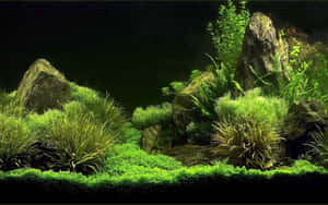 黑暗水族箱中長滿苔蘚的岩石和綠色植物的水生花園。