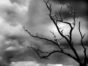 光禿的樹枝伸向暴風雨的天空，以黑白呈現。 — 黑白 壁紙