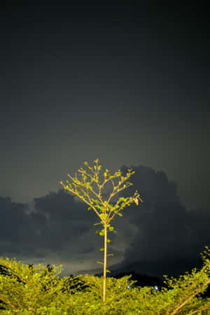 一棵在夜晚發光的年輕樹木，背後有暴風雲。 — 美麗的日落動畫 壁紙