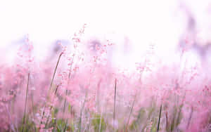 粉紅色的草在柔軟夢幻的田野中輕輕搖曳。 — 情侶 GIF 壁紙