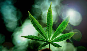 一隻手拿著大麻葉，背景有煙霧和光效。