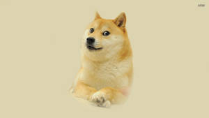一隻柴犬坐在米色背景上，表情好奇。