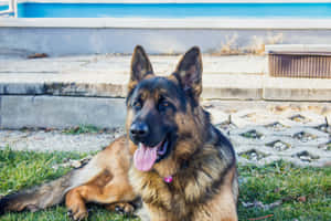 德國牧羊犬躺在泳池附近的草地上，伸出舌頭