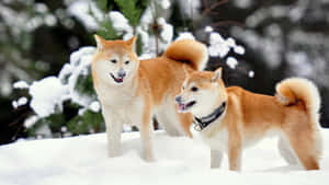 兩隻柴犬站在雪地森林中，鼻子上有雪。