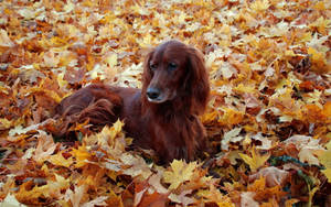 一隻紅色臘腸犬躺在金色秋葉堆中。
