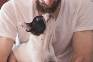 留鬍子的男人抱著一隻抬頭看著他的法國鬥牛犬幼犬。