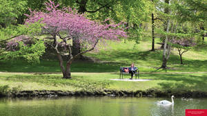 人在公園長椅上閱讀，附近有池塘、天鵝和開花的樹。