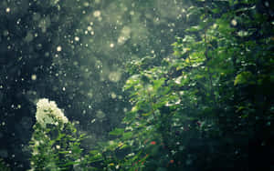 雨中的白色花朵，綠葉，陽光穿過迷霧。