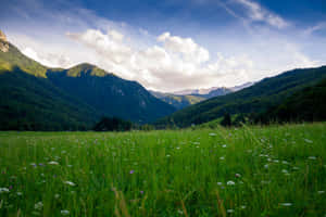 藍天白雲下，野花和山脈的綠色草地