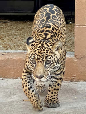 一隻美洲豹在動物園圍欄內向觀眾走來