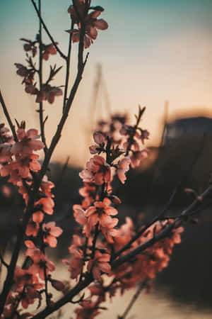 日落時分樹枝上的粉紅櫻花，背景模糊。