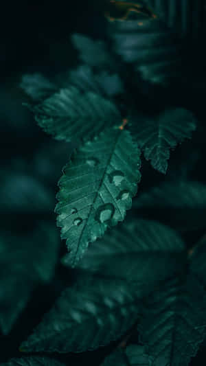 黑暗森林中一片帶有水珠的綠色葉子。