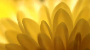 金色花瓣在溫暖光線下柔和模糊。