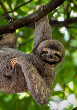 一隻樹懶掛喺樹枝上，周圍係綠色嘅樹葉。 — IQOO Pad5c 壁紙