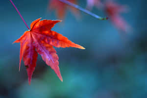 秋天一片鮮紅的楓葉，背景為藍綠色。 — 秋天 壁紙