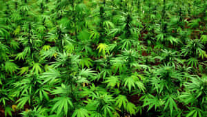 一排排茂盛的綠色大麻植物在戶外田地中生長。