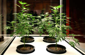 四棵大麻植物種在黑色花盆中，在室內明亮的燈光下展示。