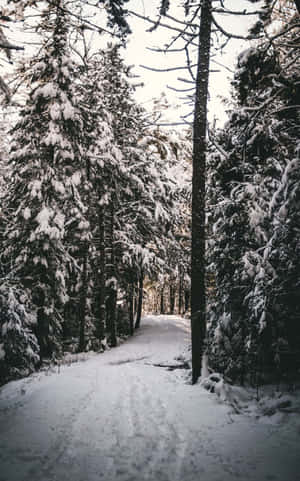 冬季常綠樹林立的雪地森林小徑。
