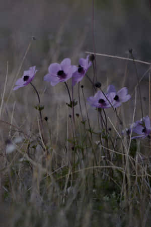 紫色野花在乾草田野中於暮色中搖曳。
