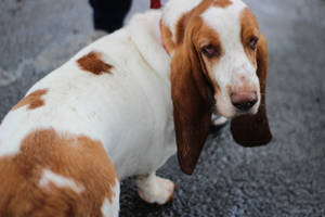 一隻白色和棕色嘅巴吉度獵犬，長耳朵，企喺路面上。