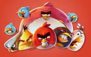 Angry Birds角色在紅色背景上帶著憤怒的臉 — 卡通 壁紙